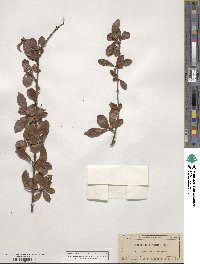 Viburnum obovatum image