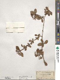 Viburnum obovatum image