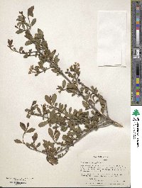 Viburnum obovatum image