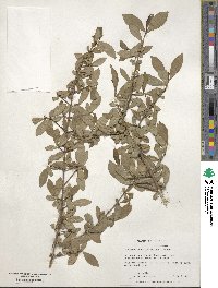 Viburnum obovatum image