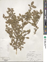 Viburnum obovatum image