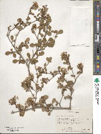 Viburnum obovatum image