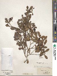 Viburnum obovatum image