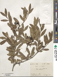 Viburnum obovatum image