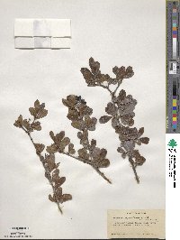 Viburnum obovatum image