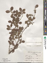 Viburnum obovatum image