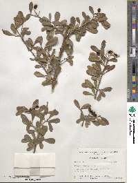 Viburnum obovatum image