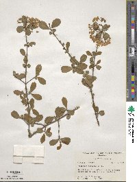 Viburnum obovatum image