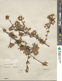 Viburnum obovatum image