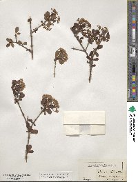 Viburnum obovatum image