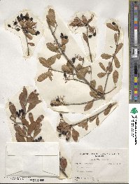 Viburnum obovatum image