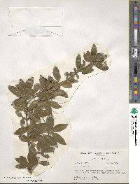 Viburnum obovatum image