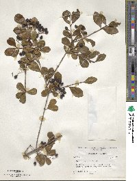 Viburnum obovatum image