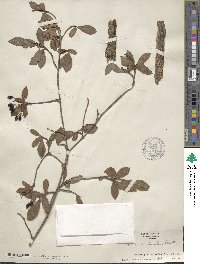 Viburnum obovatum image