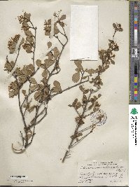 Viburnum obovatum image