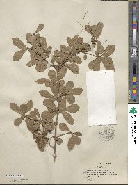 Viburnum obovatum image