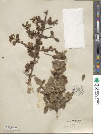 Viburnum obovatum image