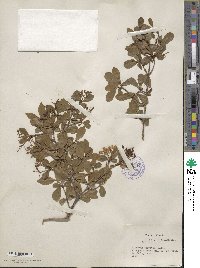 Viburnum obovatum image