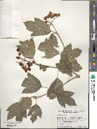 Viburnum opulus image