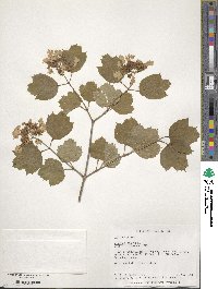 Viburnum opulus image