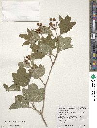 Viburnum opulus image