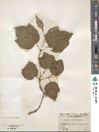 Viburnum edule image