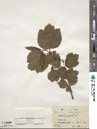 Viburnum edule image