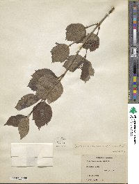 Viburnum edule image