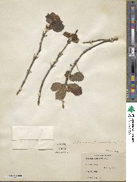 Viburnum edule image