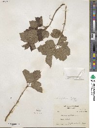 Viburnum edule image