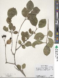 Viburnum prunifolium image