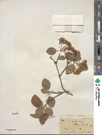 Viburnum prunifolium image