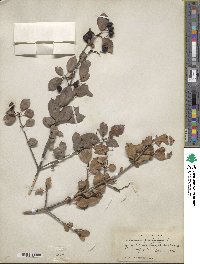 Viburnum prunifolium image