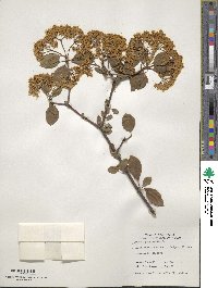 Viburnum prunifolium image