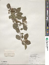 Viburnum prunifolium image