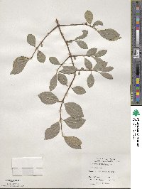 Viburnum prunifolium image