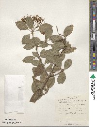 Viburnum prunifolium image