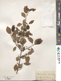 Viburnum prunifolium image