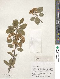 Viburnum prunifolium image