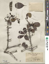 Viburnum prunifolium image