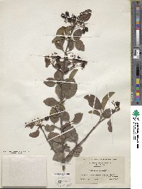 Viburnum prunifolium image