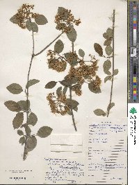 Viburnum prunifolium image