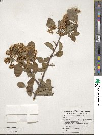 Viburnum prunifolium image