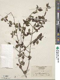 Viburnum prunifolium image