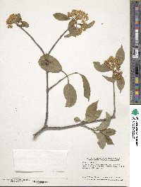 Viburnum prunifolium image