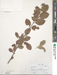 Viburnum prunifolium image