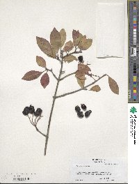 Viburnum prunifolium image