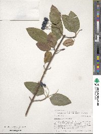 Viburnum prunifolium image