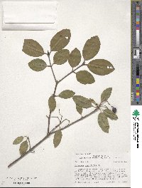 Viburnum prunifolium image