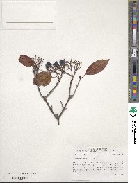 Viburnum prunifolium image